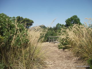 Monte Iudica